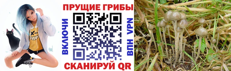 Купить где  Калачинск  Псилоцибиновые грибы MAGIC MUSHROOMS 